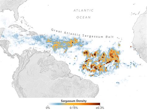 There are more than 24 million tons of the algae. . Sargassum seaweed map